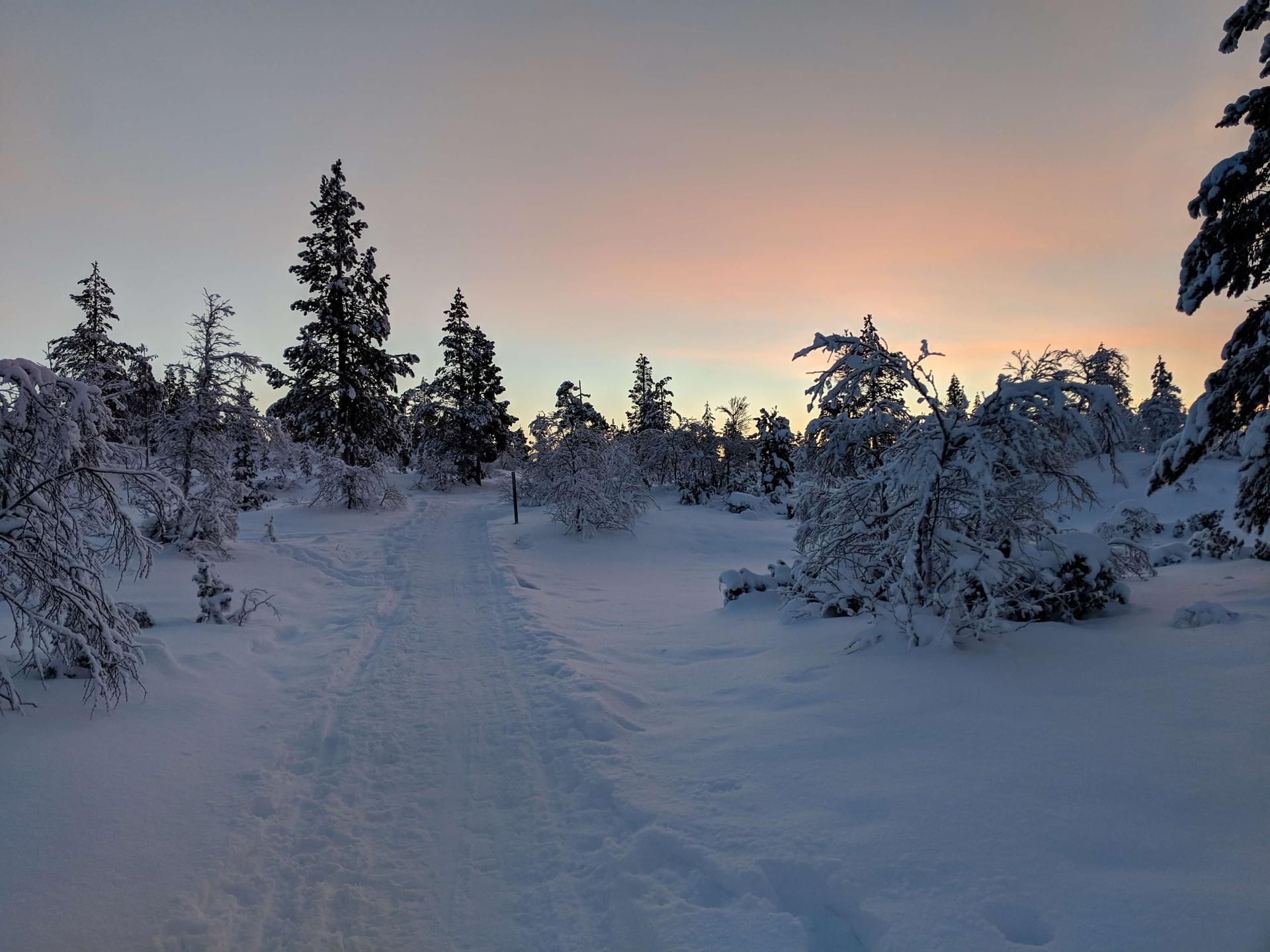 Path through trees and snow at Code Freeze