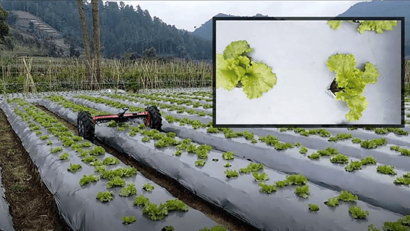 Detecting lettuce with di-wheel robot