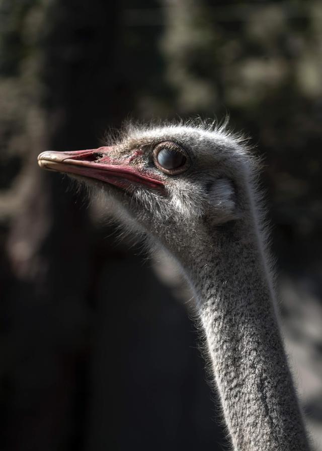 picture of an ostrich